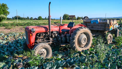 Stari traktor na njivi Stari traktor na njivi. Traktor s prikolicom tokom žetve.