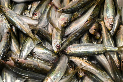 Svježe sardine u ribarnici. Svježe sardine na ribarnici. Sirova riba na prodaju na pijaci.