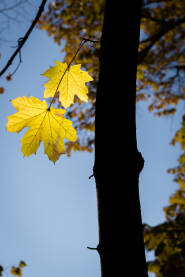 Autumn maple leaves in sunlight II Jesen - Javorovo lišće na Sunce