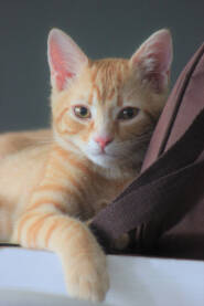 IMG_6495.JPG Narandžasto tabby mače opušteno leži u rijetkim trenucima odmora.