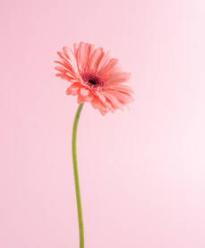 Gerber cvijet Cvijet gerbera lijepe roze boje na pastelnoj roze podlozi.