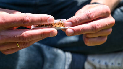 Motanje duhana Cigarete. Motanje duhana. Čovjek prstima umotava duhan u papir, krupni plan. Pušenje i ovisnost.