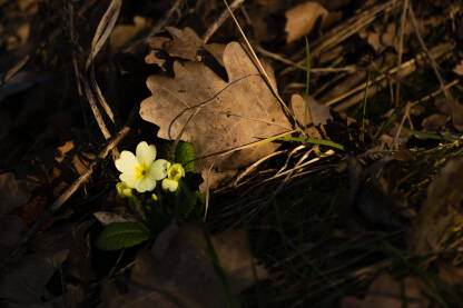 Primrose under sunlight in early spring Jaglac - Jagorčevina na suncu u rano proleće