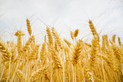 Klasje pšenice u polju. Uzgoj pšenice/žitarica. Zlatno žito zrelo za žetvu.