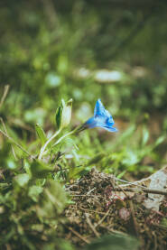 Plavi cvijet u prirodi okruzen zelenilom.