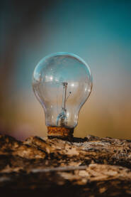 Pokvarena sijalica u drvetu u prirodi