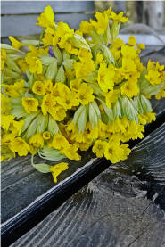 Buket žute biljke Jaglaca na crnom stolu. Jaglac, Primula vulgaris, jagorčevina, jagorčika, jaglika.