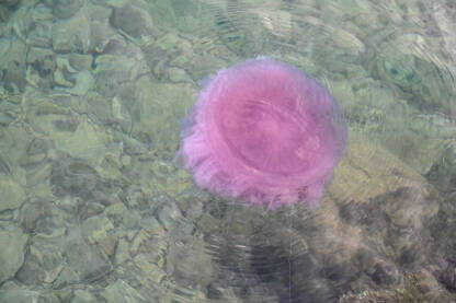 Meduza u moru. Meduze plutaju u vodi. Meduze u moru.