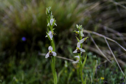 Endemska orhideja iz roda kokica ili pčelica (Ophrys) Endemska orhideja iz roda kokica ili pčelica (Ophrys)