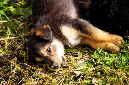 Štene psa lutalice, pas mješane rase leži na travi.