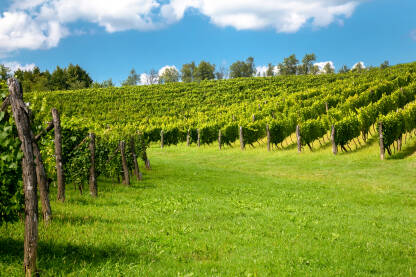 IMG_1515 Grožđe i vinograd, farma za proizvodnju vina u ljetnim danima