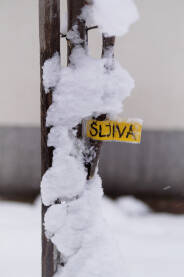 Sadnica šljive Sadnica šljive pod snijegom.