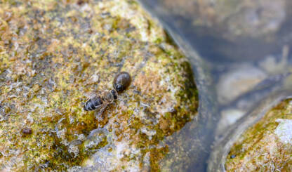 Pčela pije vodu na rijeci. Pčela na kamenu pored riječnog puža. Žedna pčela.