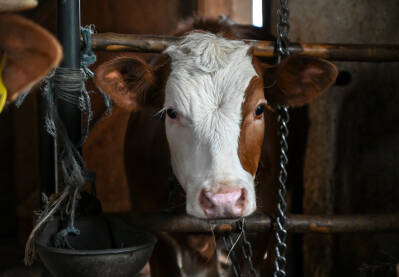Tele u štali. Tele jede sijeno. Domaće životinje na farmi. Proizvodnja mlijeka. Stočarstvo.