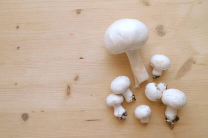 Šampinjoni Gljive Šampinjoni iz domćeg uzgoja Agaricus bisporus.