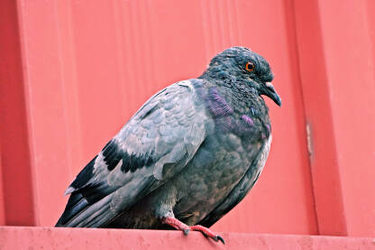 Golub na krovu zgrade. U pozadini crveni lim krova.