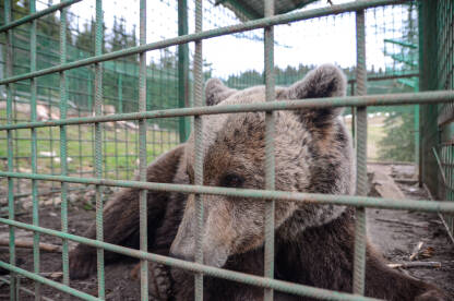 AK1_7549 Tužna ženka medvjed iza ograde u zoo vrtu. Mrki medvjed u zatočeništvu. Jadni smeđi medvjed živi u čeličnom kavezu iza rešetaka. Divlja životinja zaključana iza gvozdenih rešetki.