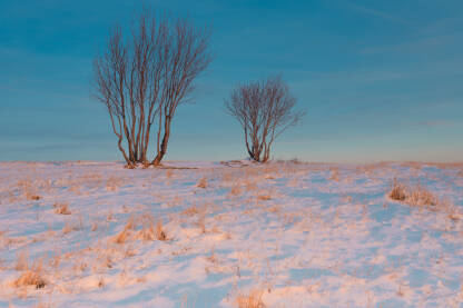 Dva grma lijeske na vrhu brda pred zalazak sunca