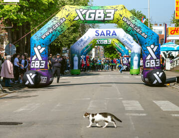 Mačka sa mašnom na putu!