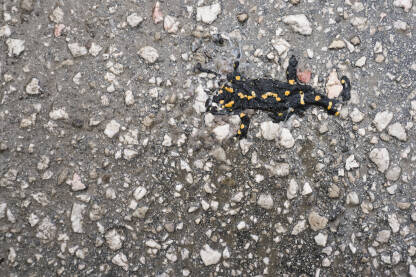 Daždevnjak je pregažen na mokrom asfaltu.