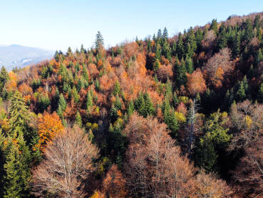 Boje jeseni u planini Boje jeseni u planini, snimak dronom. Šarena šuma na planinama u jesen. Prekrasna listopadna šuma, snimak odozgo.