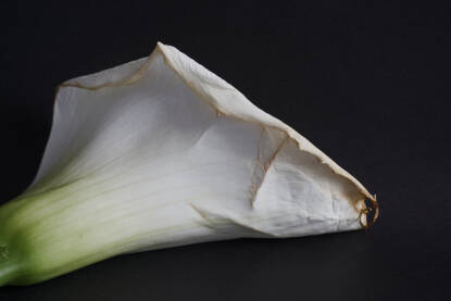 Cvijet Kale na tamnoj podlozi