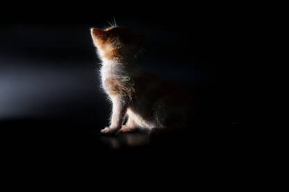 Mačka Studio fotografija žutog mačića naspram tamne podloge
