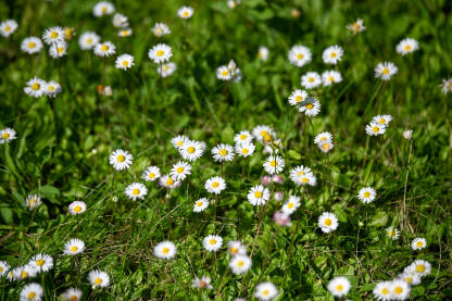 Tratinčica raste na livadi. Cvijeće u polju u proljeće.