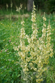 Divizma (Verbascum) je ljekovita dvogodišnja biljka