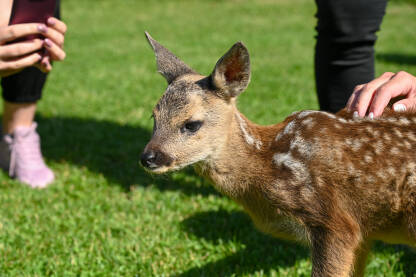 Lane. Mladunče srne. Mladunče srne u prirodi. Turisti fotografišu lane na livadi. Bambi.