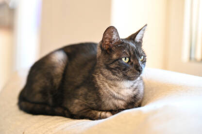 Crna mačka odmara na kauču u kući. Kućni ljubimci.