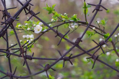 Blossoms in barbed wire horizontal Behar u bodljikavoj žici - Horizontalna