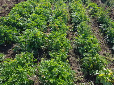 Gredice sa peršunom u bašti Peršun (Petroselinum crispum) je začinska, ljekovita, hranjiva, aromatična i dekorativna biljka. List peršuna se koristi za salate, kao dodatak kuvanim jelima, za dekoraciju jela, za čaj itd.
