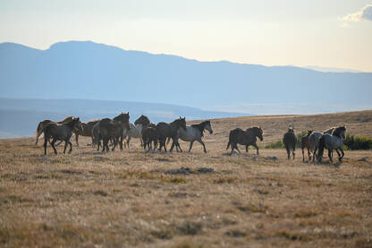Grupa divljih konja na planini. Livanjski divlji konji. Stado konja.