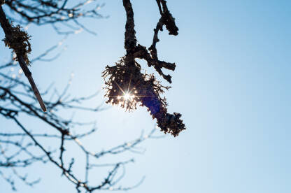 Mahovina lišaj na grani