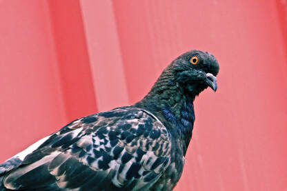 Golub na krovu zgrade. U pozadini crveni lim krova.