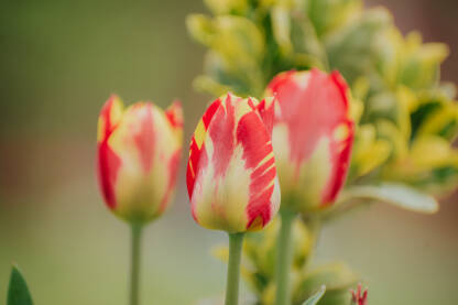 Tulipani Cvijece tulipani,Holandski tulipani.