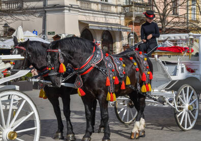 Kočije u Krakovu Kočije za iznajmljivanje u centru Krakova, Poljska. Konji kao turistička atrakcija. Kočije kao turistička ponuda Krakova.