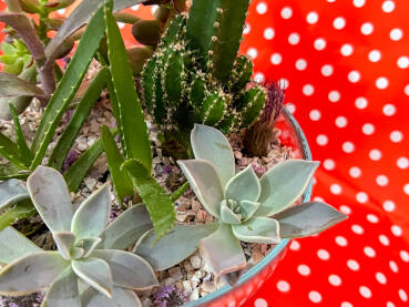 Terarijum sa sukulentima, retro crvena pozadina Cvijeće posađeno u staklenu posudu. Mali vrt u kući. Kaktus, aloe vera i čuvarkuća u terarijumu. Retro crvena pozadina s bijelim tačkama.