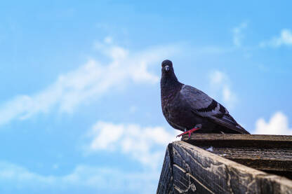 Golub stoji na vrhu drvenog krova.