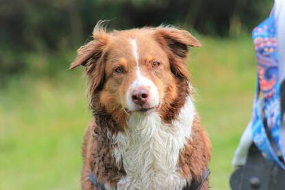 IMG_5983.JPG Australian Shepherd. Australijski ovčar nakon kupanja u rijeci. Portret psa. Annabell.