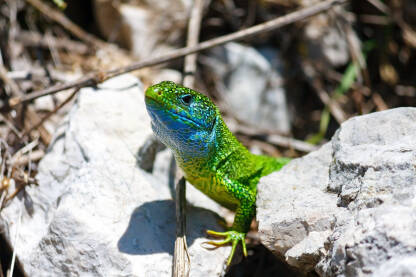 Zelembać (Lacerta viridis) Zelembać (latinski: Lacerta viridis) jest veliki gušter rasprostranjen od Slovenije i istočne Austrije na zapadu do crnomorskih obala Ukrajine i Turske na istoku.
