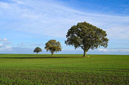 Usamljena stabla na zelenom polju tokom sunčanog dana u jesen. Drveće u prirodi.