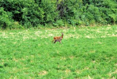 Srna i lane u prirodi