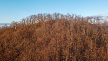 Šuma zimi bez lišća. Drveće na planini. Listopadno drveće u prirodi.