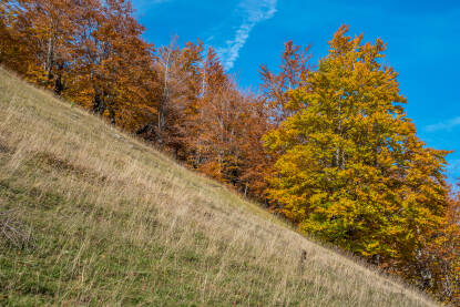 Autumn Forest with Leafs Changing Colour II Jesenja šuma s lišćem raznih boja