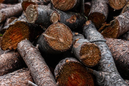 Drva za ogrev nabacana na gomilu. Izrezana stabla drveća.