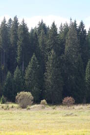 Planina Igman ljeti, Malo polje