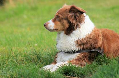 IMG_5987.JPG Australian Shepherd. Australski ovčar, portret psa u prirodi, iz profila.
