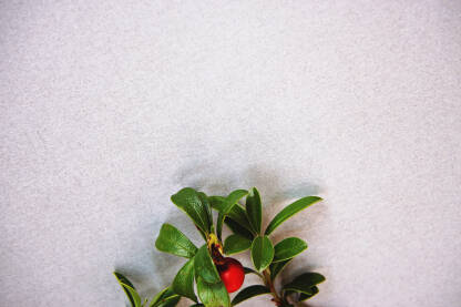 Crveno medvjeđe grožđe (lat. Arctostaphylos uva-ursi). Krupni plan